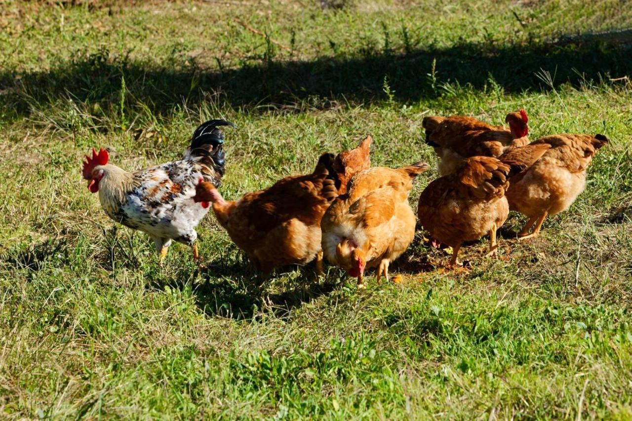 Refugios Do Rio Dao Villa Mangualde Dış mekan fotoğraf